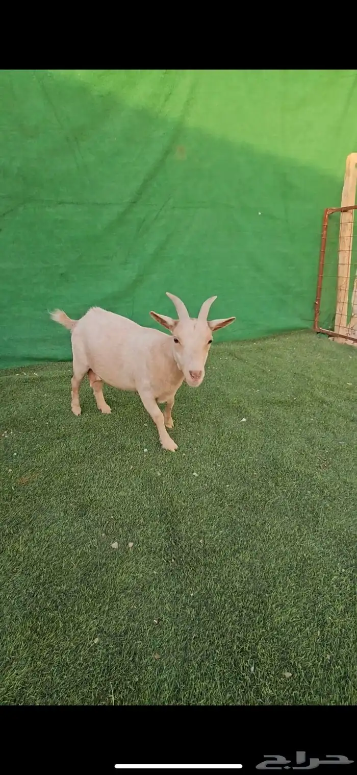 معزاء قزم ماعز قزم امهات الماعز القزم للانتاج دفيع 28