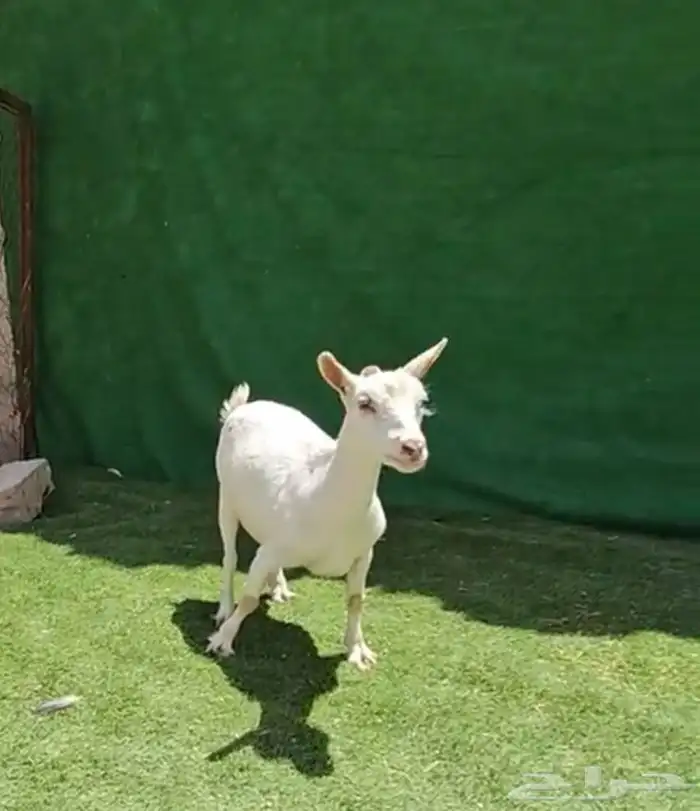 معزاء قزم ماعز قزم امهات الماعز القزم للانتاج دفيع 12