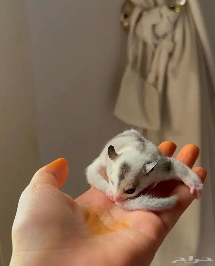 شوقر قلايدر 1