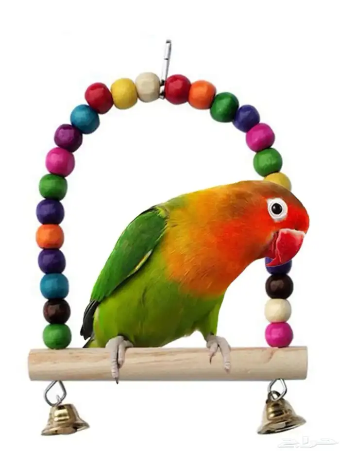 متجر Modi Birds للحيوانات الاليفة 8