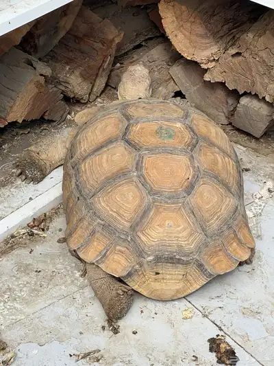 سلاحف ضخمه كبار ذكر وانثى 4