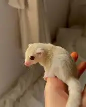 شوقر قلايدر 0