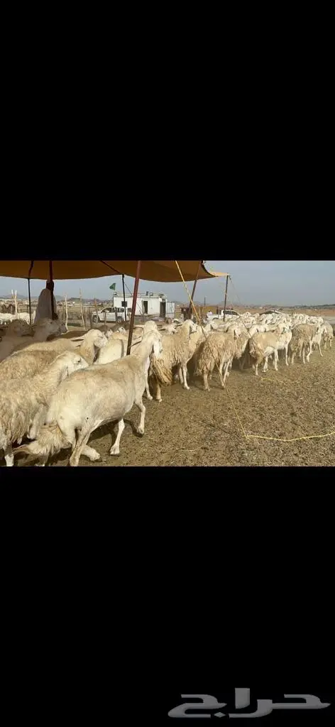 غنم حرش مراح واحد 2
