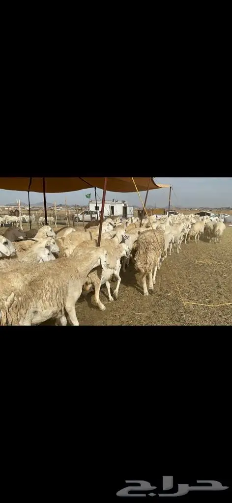 غنم حرش مراح واحد 3