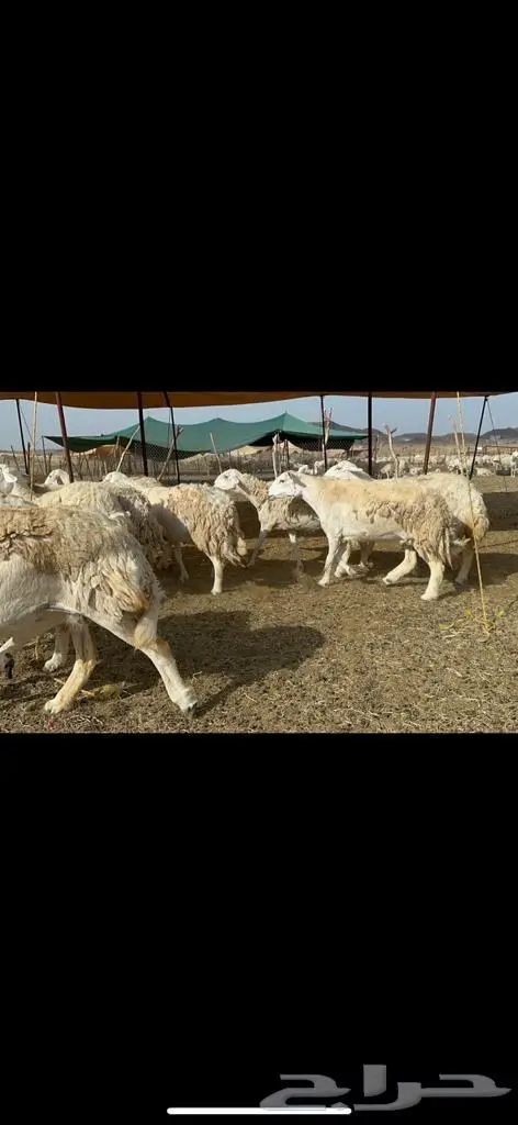 غنم حرش مراح واحد 5