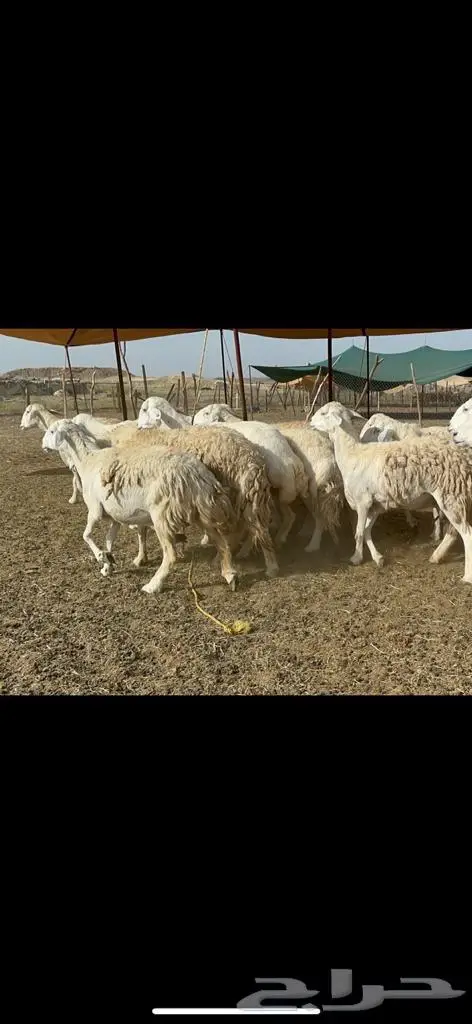 غنم حرش مراح واحد 7
