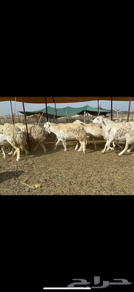 غنم حرش مراح واحد 8