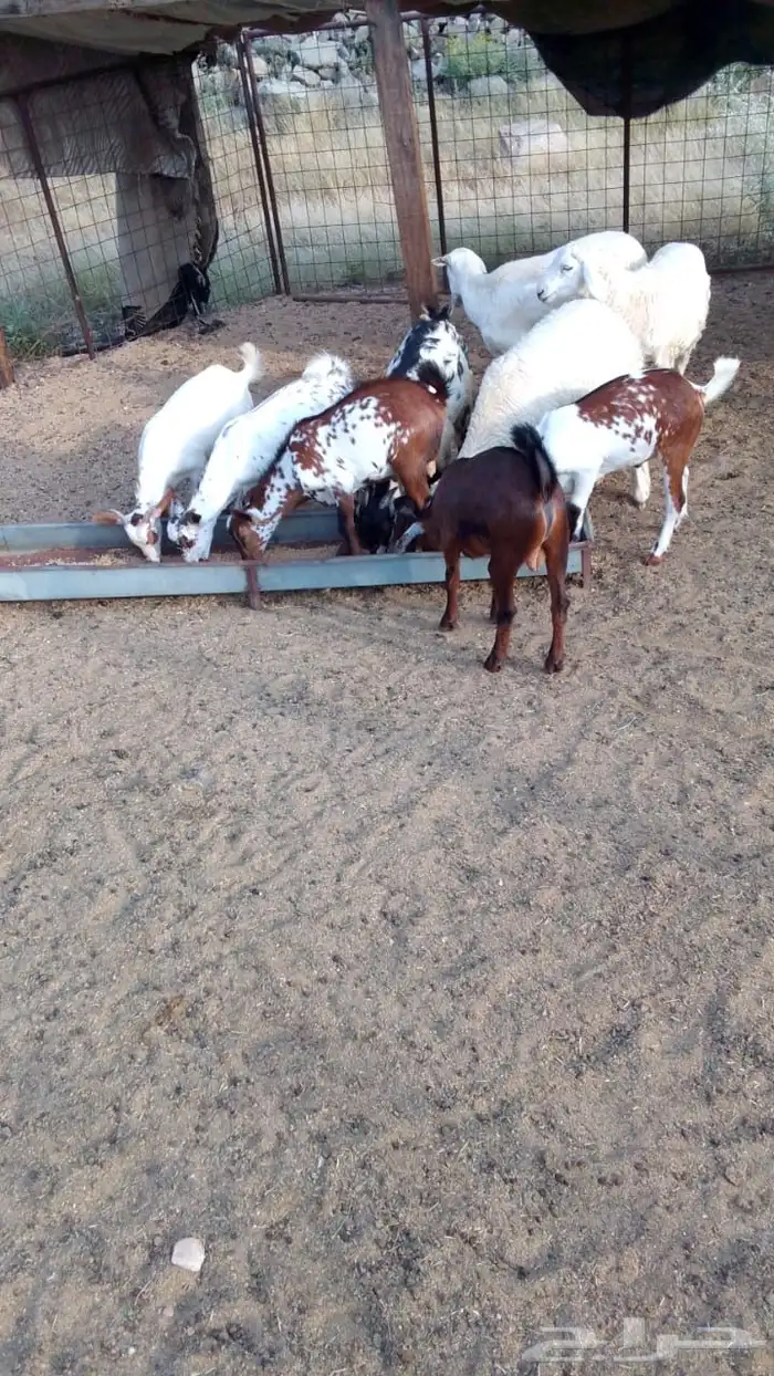 تيوس فل شحم 0