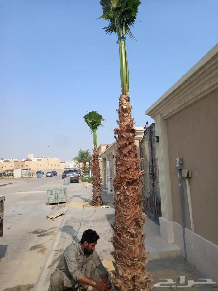 نخيل واشنطونيا للبيع 8