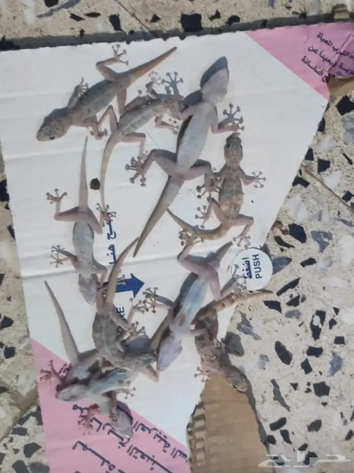 قاتل الوزغ في جده سم وزغ طارد الوزغ قاتل البريعصي مبيد الوزغ 3