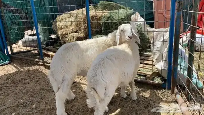 ذبايحه 13