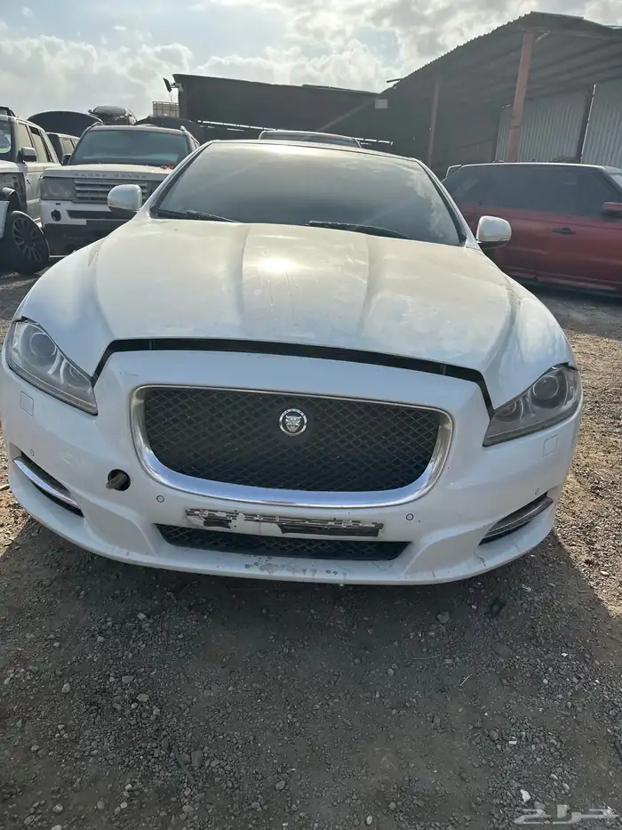جاكوار مصدوم 1