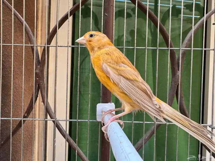 انثى كناري سورية لون مشمشي فاتح   تم البيع 1