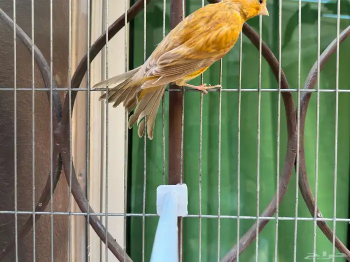 انثى كناري سورية لون مشمشي فاتح   تم البيع 2