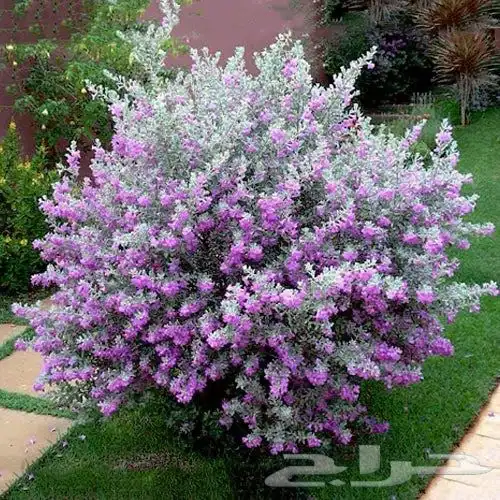 تنفيذ حدائق و توريد نخيل و اشجار 28