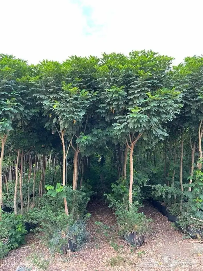 تنفيذ حدائق و توريد نخيل و اشجار 32