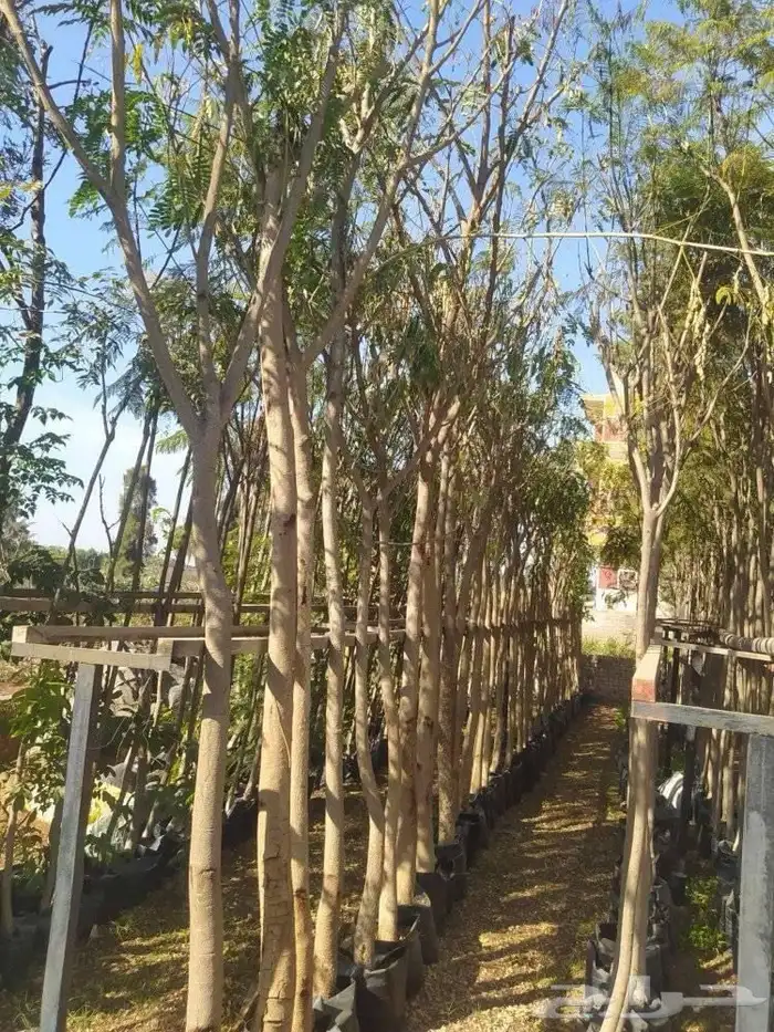 تنفيذ حدائق و توريد نخيل و اشجار 30