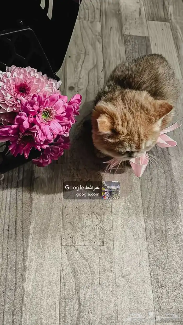 تنسيق هدايا - طيور الحب - شياله قطط - فازه مع سمك 4