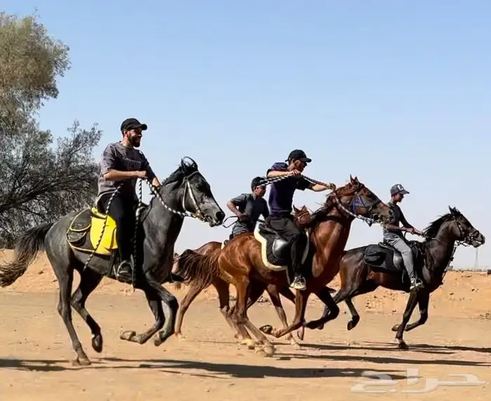 تعليم ركوب الخيل 0