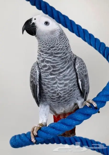 اكل طيور سيريلاك فيتامينات مكملات أقفاص 6