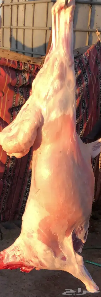 ذبايح نعيم 0