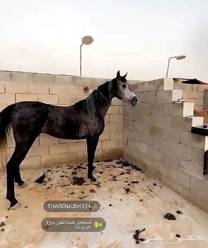 اسطبل خيل 2