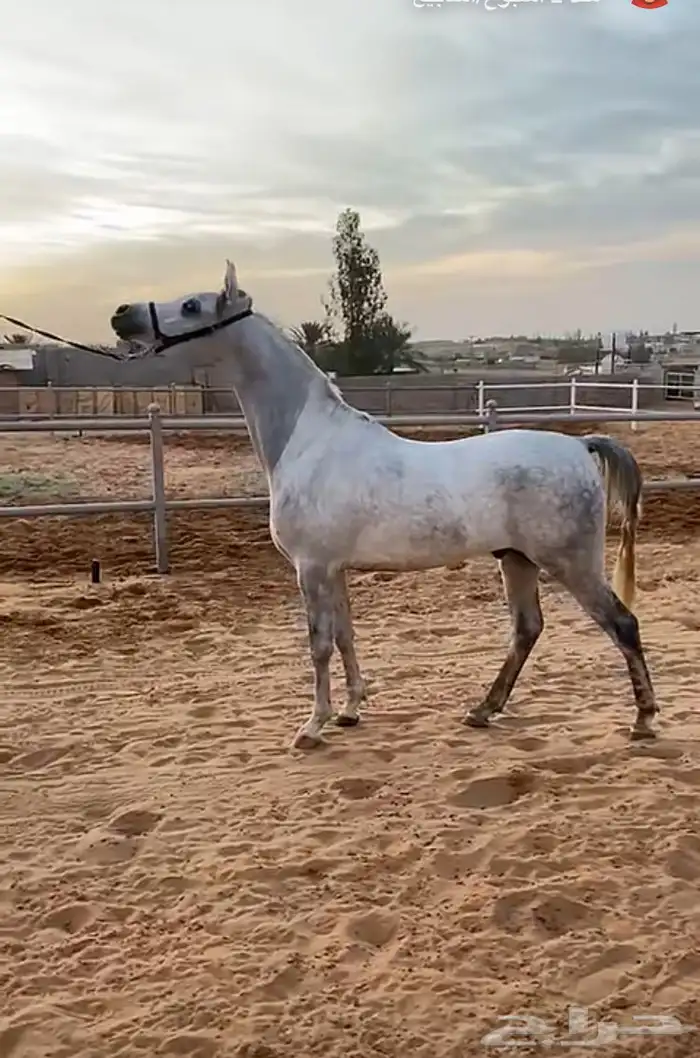 اسطبل خيل 1