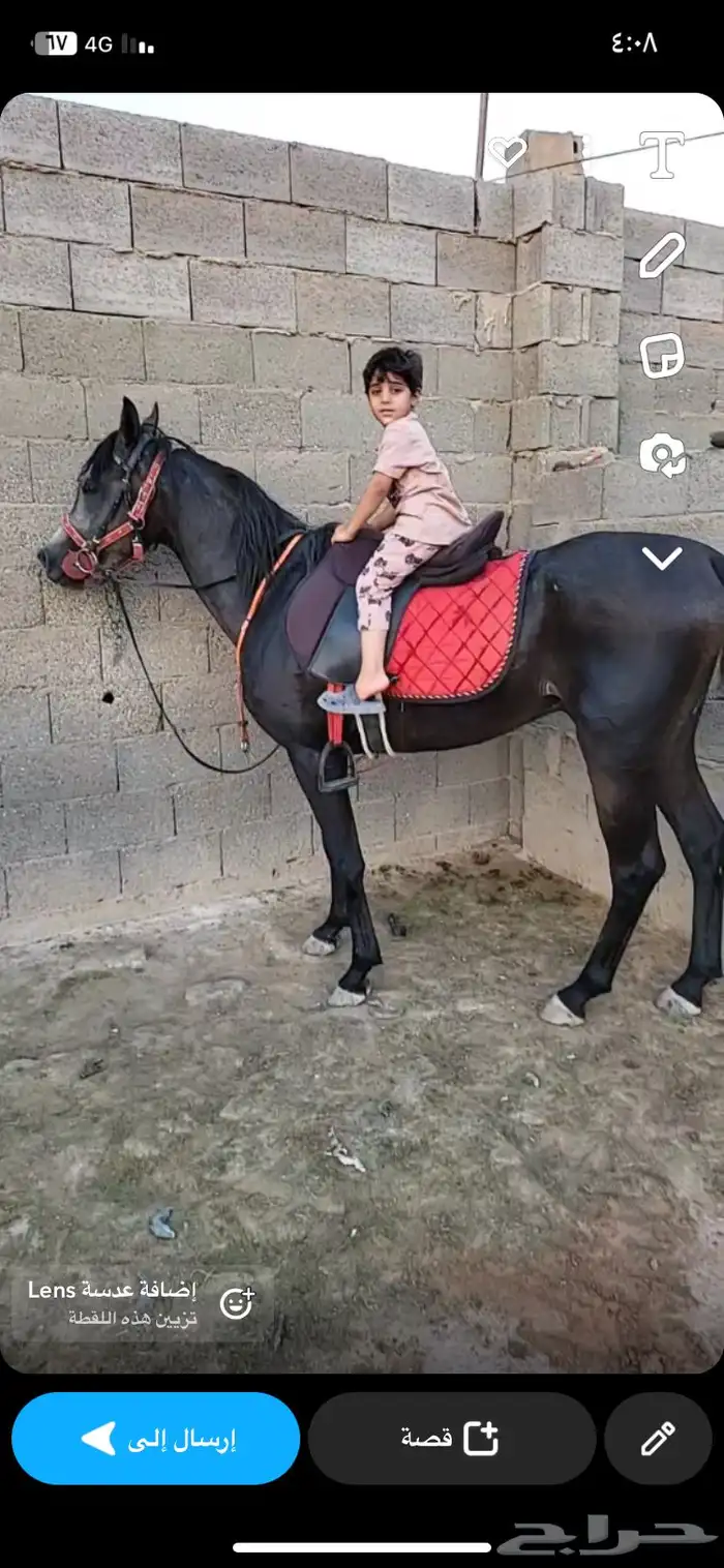 اسطبل خيل 4