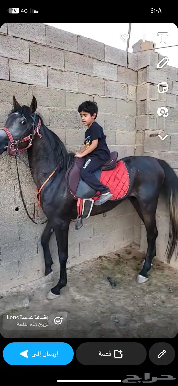 اسطبل خيل 3