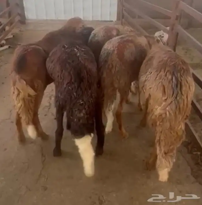 يوجد ذبائحه طلي سواكني نص كل شي ينقسم بالنص 3