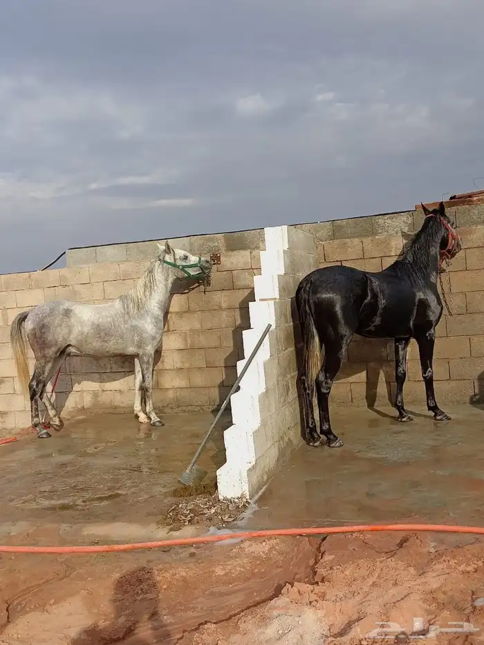 اسطبل خيل 5