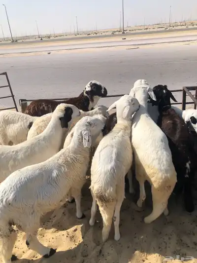 ذبايح سواكن للبيع 0