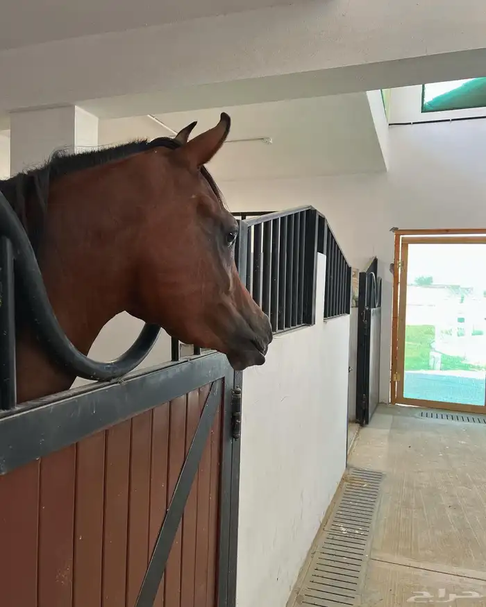 مربط و اسطبل ل ايواء الخيل Horse Stable - شمال جدة (ذهبان) 3
