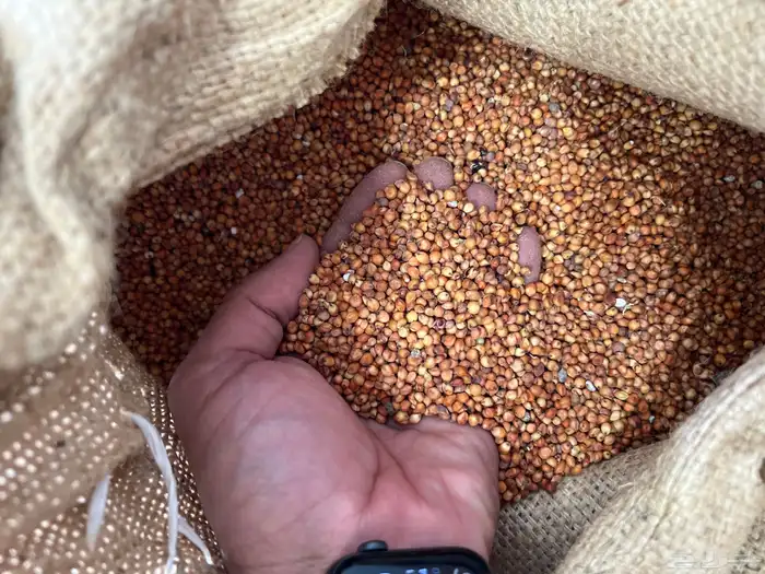 بذور ذرة جيزانية بسعر منافس - متجر باذر 0