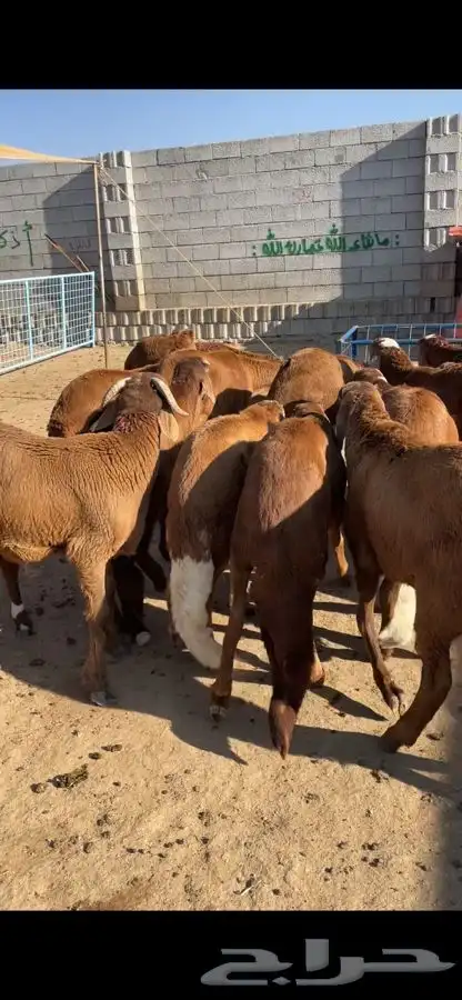 للبيع طليان سواكني حمريات جذعان رقم وحد لزواجات 1