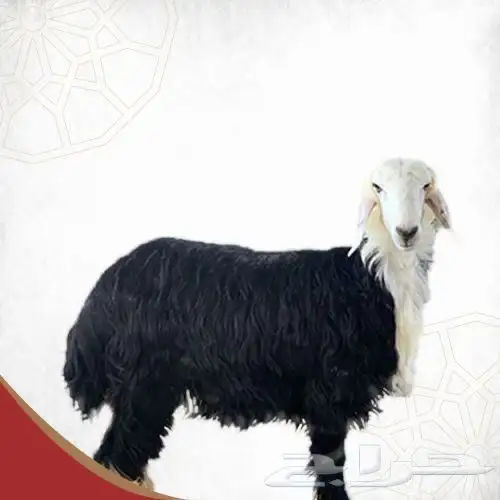 اغنام الخير ذبح وتوصيل حسب الطلب 3