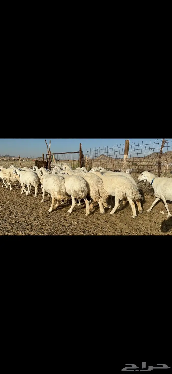 غنم حرية مقنوي جروم 25 راس 1