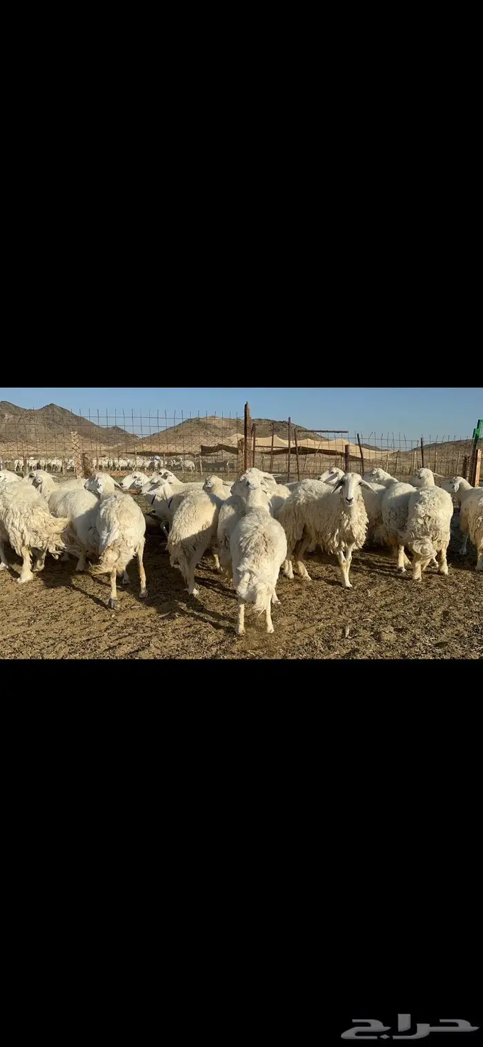 غنم حرية مقنوي جروم 25 راس 2