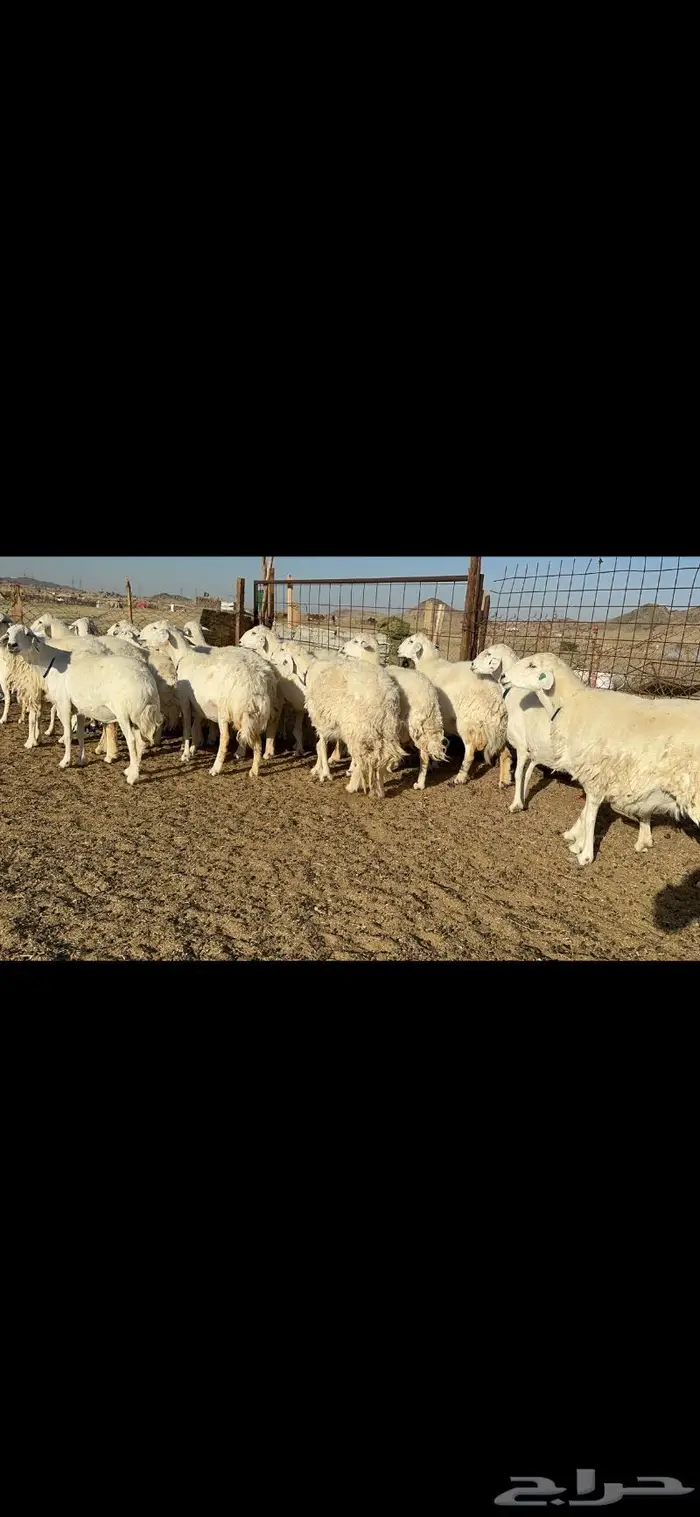 غنم حرية مقنوي جروم 25 راس 4