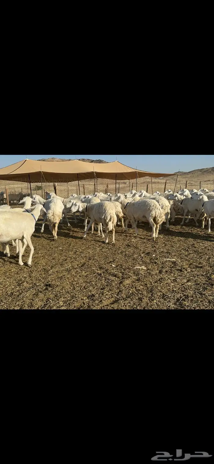 غنم حرية مقنوي جروم 25 راس 6