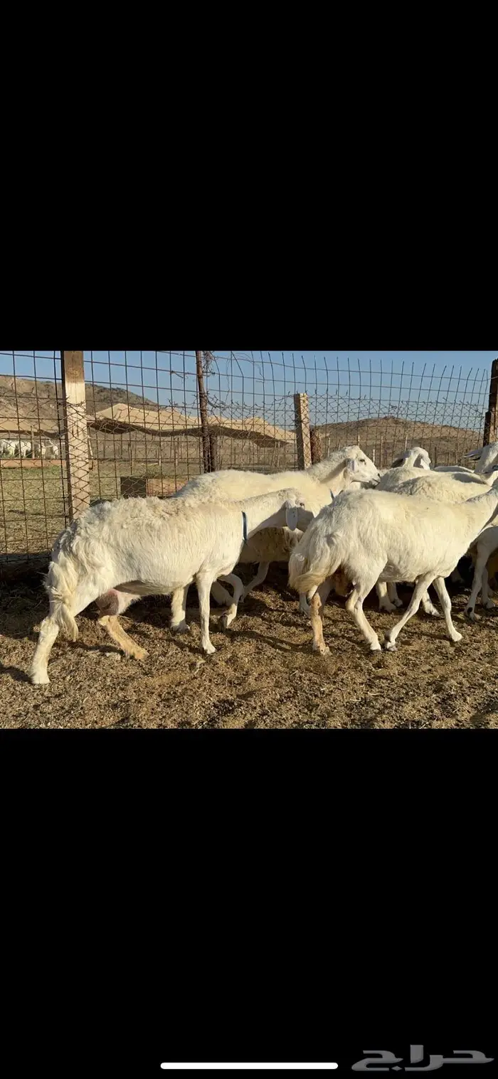 غنم حرية مقنوي جروم 25 راس 8