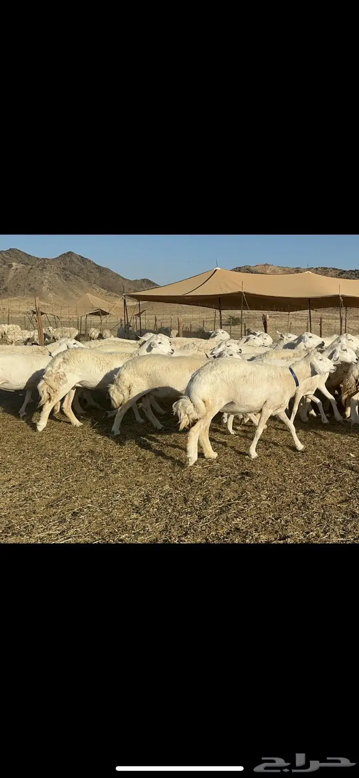 غنم حرية مقنوي جروم 25 راس 10