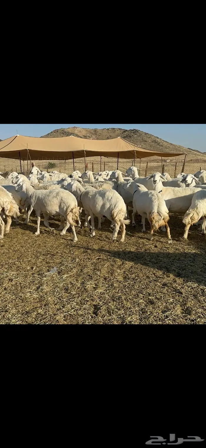 غنم حرية مقنوي جروم 25 راس 12
