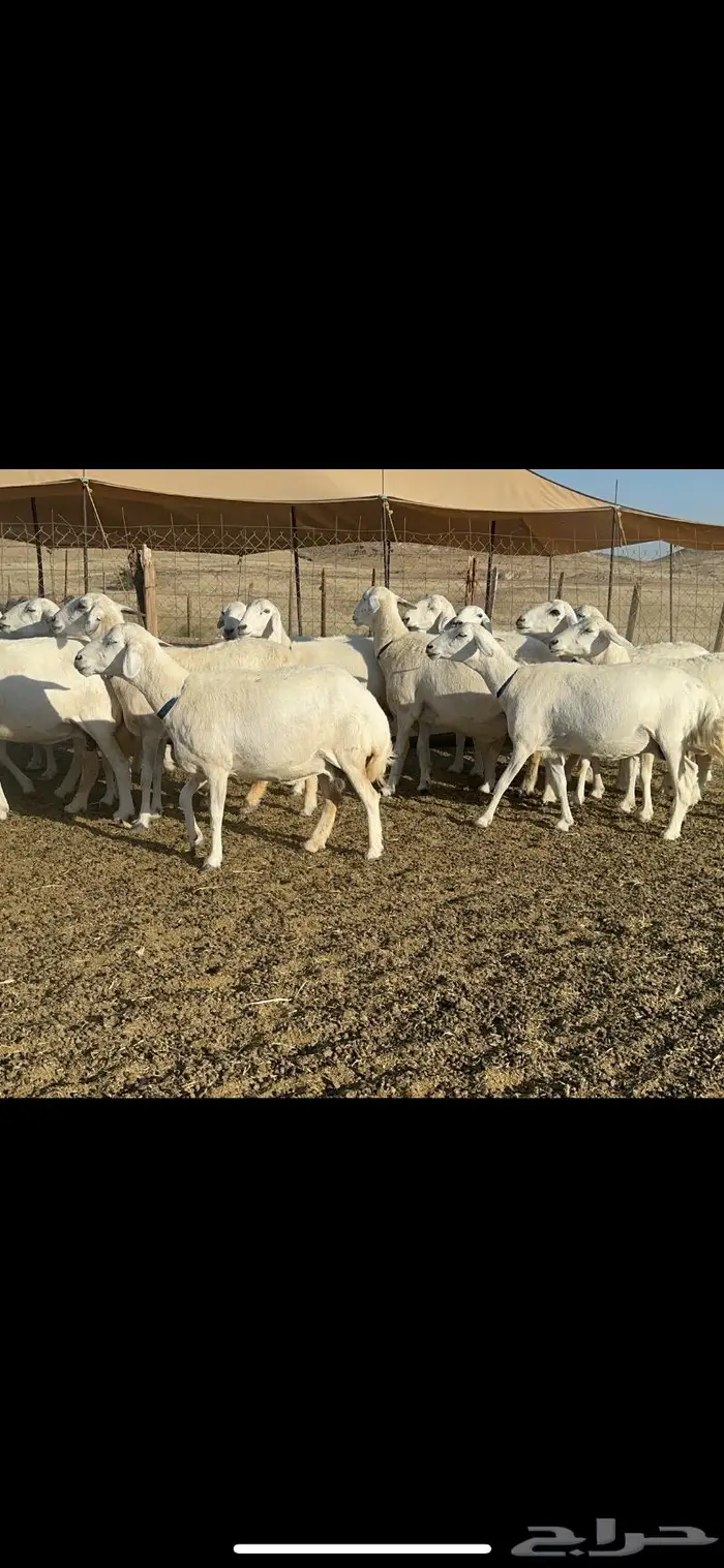 غنم حرية مقنوي جروم 25 راس 13