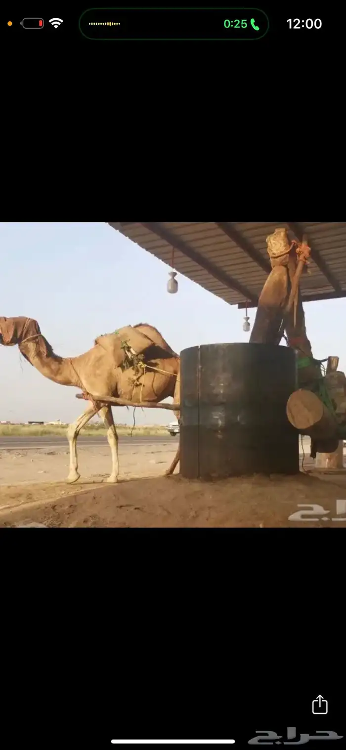 زيت سمسم بلدي طازج 4