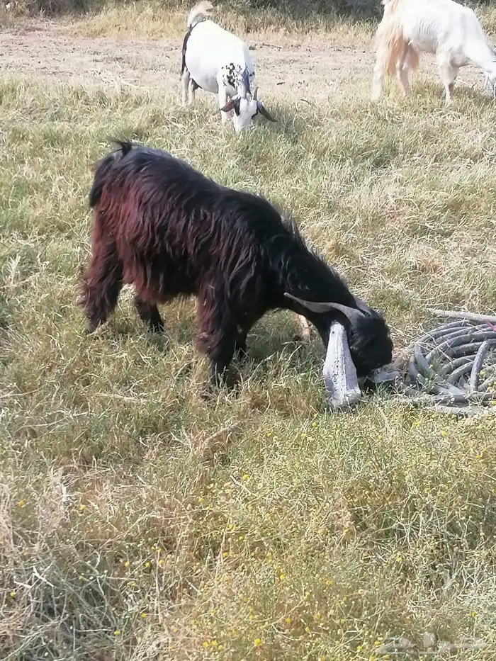 اغنام الخير ذبح وتوصيل حسب الطلب 5