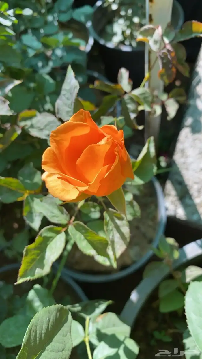 مزارع الجزيرة الخضراء 17