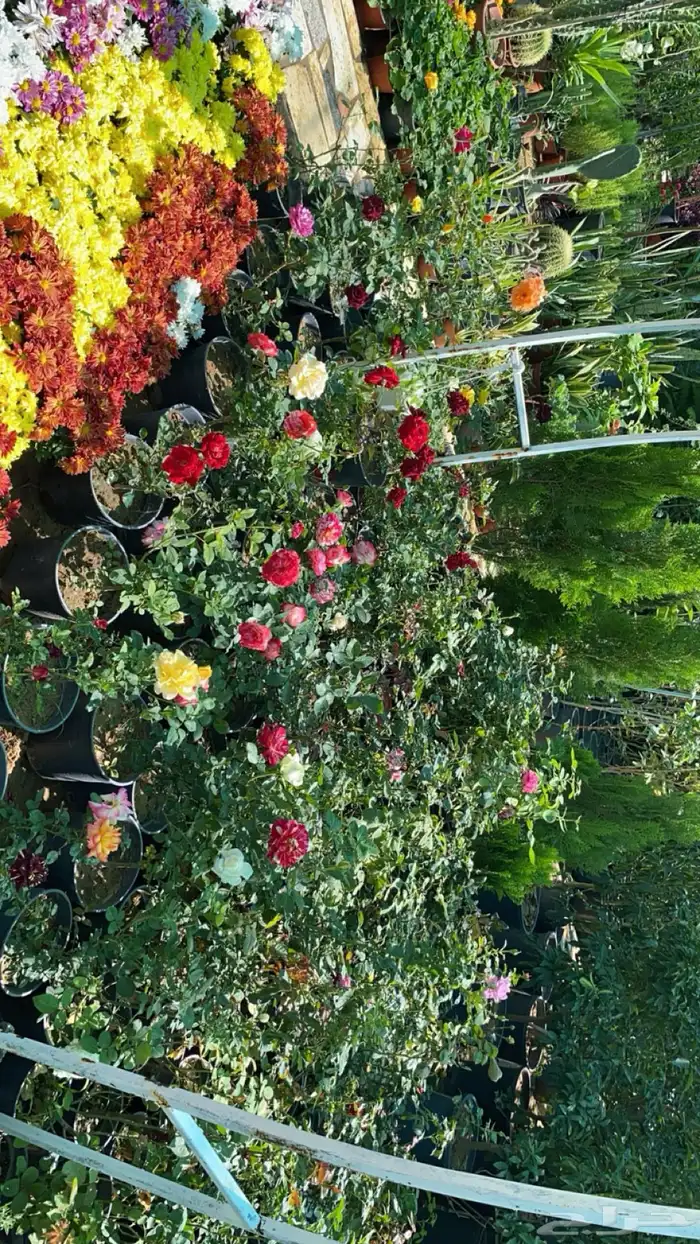 مزارع الجزيرة الخضراء 18