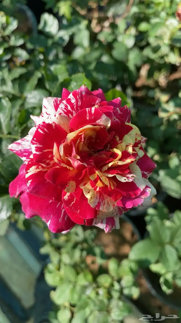 مزارع الجزيرة الخضراء 16
