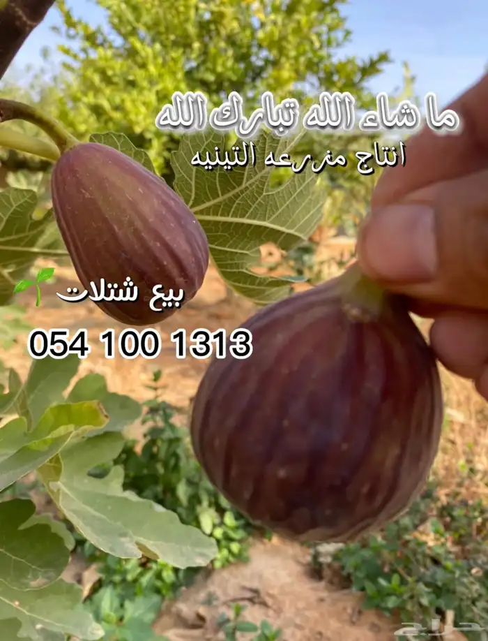 تين فاخر 0